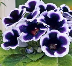 Глоксиния Аванти Синяя с белым краем F1