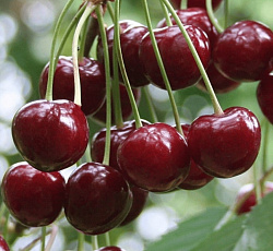 Вишня - Хуторянка