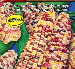 Кукуруза Граффити F1 (сахарная)