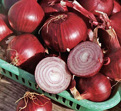 Лук репчатый Ред Барон
