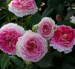 Роза (плетистая) - Цезарь