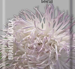 Астра Коготковая Бенгал