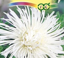 Астра игольчатая Аполло