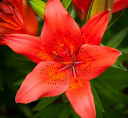 Лилия (азиатская) - Лондрина