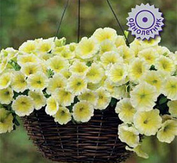 Петуния ампельная Изи Вейв Еллоу Е3