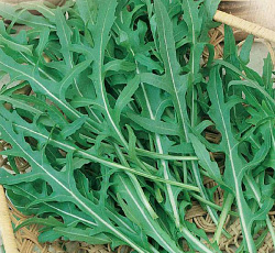 Руккола дикая Гурман (индау, двурядник)