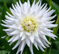 Георгина (кактусовая) - Плая-Бланка (Патио)