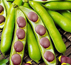 Бобы Русские черные