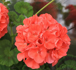 Пеларгония зональная Йитка F1