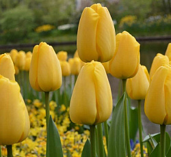 Тюльпан (Дарвинов гибрид) - Голден Парад