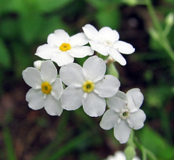 Незабудка (лесная) - Вайт