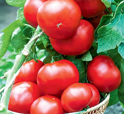 Томат Богата хата F1