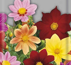 Георгина Радуга