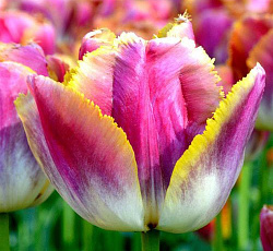 Тюльпан (Бахромчатый) - Сансет Майями