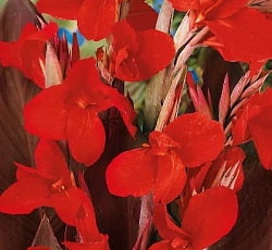 Канна (коричневолистная) - Блэк Найт