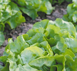 Салат Маслянистый Русский размер (кочанный)