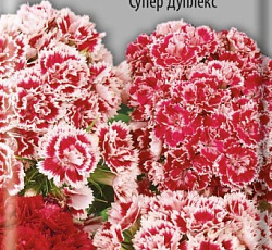 Гвоздика турецкая Супер Дуплекс