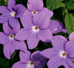 Броваллия великолепная Марине Белл