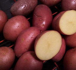 Картофель Ред Скарлетт (ЭЛИТА)