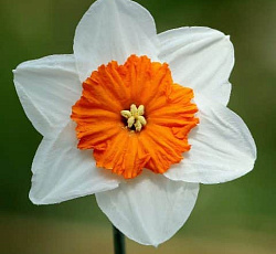 Нарцисс (крупнокорончатый) - Профессор Эйнштейн