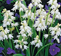 Пролеска (колокольчатая) - Вайт