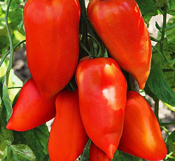 Томат Корнабель F1