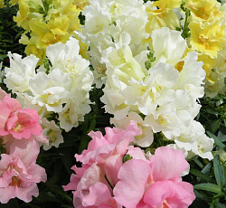 Антирринум (Львиный зев) Твинни смесь