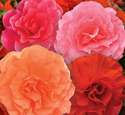 Бегония клубневая Розовидная смесь F1 Русский размер