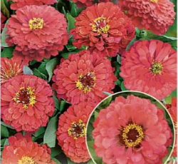 Цинния Гиганты Бенари корал