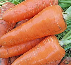 Морковь Московская зимняя А-515