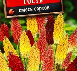Книфофия Африканский гость