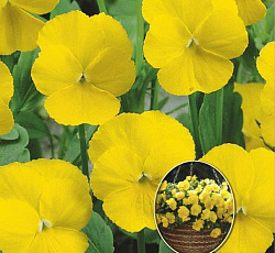 Виола ампельная Водопад золотой F1