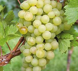 Виноград (плодовый) - Белое Чудо