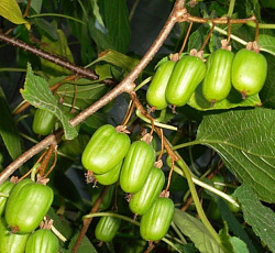 Актинидия (коломикта) - Сентябрьская