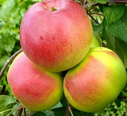 Яблоня (карликовая) - Осеннее низкорослое