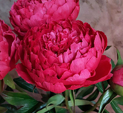 Пион (травянистый) - Авис Варнер (Люкс)