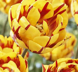 Тюльпан (Махровый поздний) - Голден Ницца