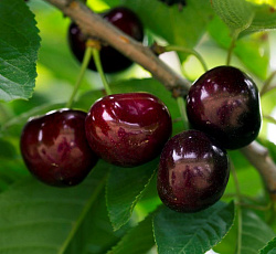 Вишня - Ливенская