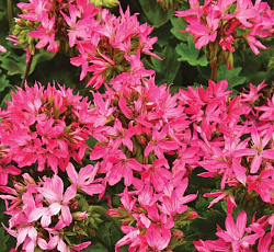 Пеларгония Квантум F1 смесь