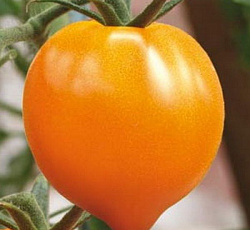 Томат Оранжевое сердце