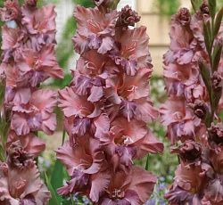 Гладиолус (гофрированный) - Якутск