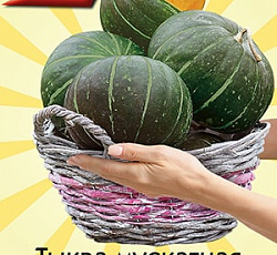 Тыква мускатная Оранжерейка F1