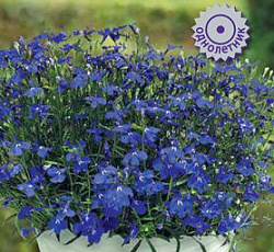 Лобелия прямостоячая Ривьера Миднайт Блю