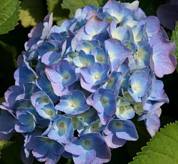 Гортензия (крупнолистная) - Бодензи