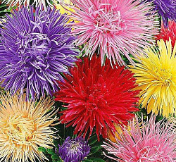 Астра Звездная россыпь