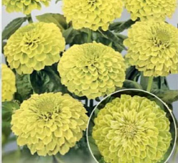 Цинния Гиганты Бенари лайм