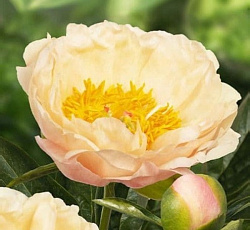 Пион (травянистый) - Кингс Дэй (Люкс)