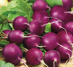 Редис Мулатка