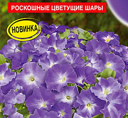 Петуния Мамбо небесно-голубая F1 (многоцветковая)
