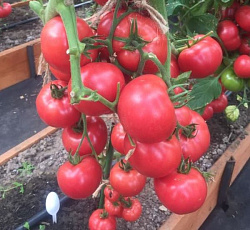 Томат Фамилия F1